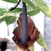 Image of Amorphophallus calabaricus  N. E. Br..