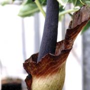 Image of Amorphophallus calabaricus  N. E. Br..