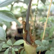 Image of Amorphophallus calabaricus  N. E. Br..