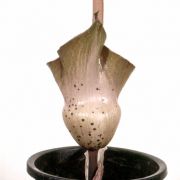 Image of Amorphophallus canaliculatus  Ittenb., Hett. & Lobin.