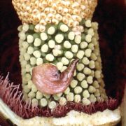 Image of Amorphophallus canaliculatus  Ittenb., Hett. & Lobin.