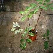 Image of Amorphophallus carneus  Ridl..