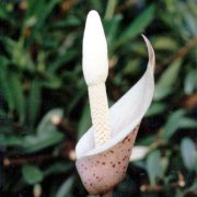 Image of Amorphophallus carneus  Ridl..