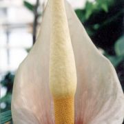 Image of Amorphophallus cicatricifer  Hett..