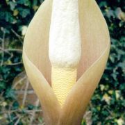 Image of Amorphophallus cicatricifer  Hett..