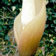 Image of Amorphophallus cicatricifer  Hett..