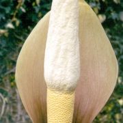 Image of Amorphophallus cicatricifer  Hett..