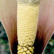 Image of Amorphophallus cicatricifer  Hett..