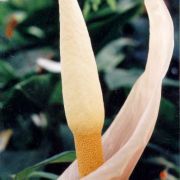 Image of Amorphophallus cicatricifer  Hett..