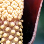 Image of Amorphophallus cicatricifer  Hett..