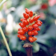 Image of Amorphophallus cicatricifer  Hett..