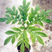 Image of Amorphophallus cicatricifer  Hett..