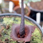 Image of Amorphophallus cirrifer  Stapf.