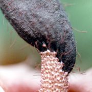 Image of Amorphophallus cirrifer  Stapf.