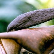 Image of Amorphophallus cirrifer  Stapf.