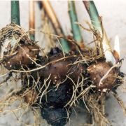 Image of Amorphophallus coaetaneus  Liu & Wei.