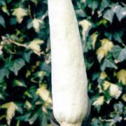 Image of Amorphophallus coaetaneus  Liu & Wei.