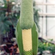 Image of Amorphophallus coaetaneus  Liu & Wei.