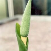 Image of Amorphophallus coaetaneus  Liu & Wei.