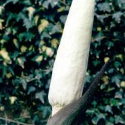 Image of Amorphophallus coaetaneus  Liu & Wei.