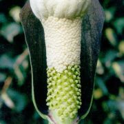 Image of Amorphophallus coaetaneus  Liu & Wei.