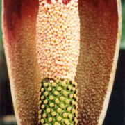 Image of Amorphophallus commutatus  (Schott) Engl..