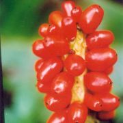 Image of Amorphophallus commutatus  (Schott) Engl..