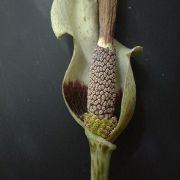 Image of Amorphophallus consimilis  Bl..