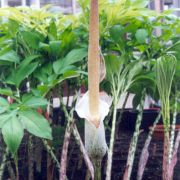 Image of Amorphophallus consimilis  Bl..