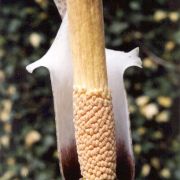 Image of Amorphophallus consimilis  Bl..