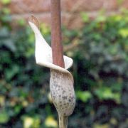 Image of Amorphophallus consimilis  Bl..