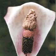 Image of Amorphophallus corrugatus  N.E. Br..