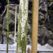 Image of Amorphophallus corrugatus  N.E. Br..