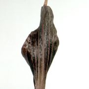 Image of Amorphophallus costatus  Hett..