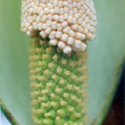 Image of Amorphophallus coudercii  (Bogn.) Bogn..