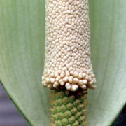 Image of Amorphophallus coudercii  (Bogn.) Bogn..