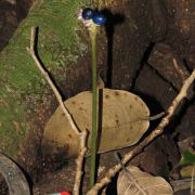 Image of Amorphophallus crispifolius  A. Galloway, A. Ongsakul, & P. Schmidt.