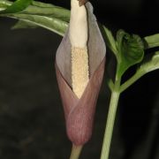 Image of Amorphophallus crispifolius  A. Galloway, A. Ongsakul, & P. Schmidt.