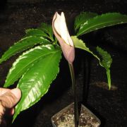 Image of Amorphophallus crispifolius  A. Galloway, A. Ongsakul, & P. Schmidt.