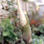 Image of Amorphophallus cruddasianus  Prain ex Engl..