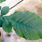 Image of Amorphophallus cruddasianus  Prain ex Engl..