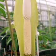 Image of Amorphophallus curvistylis  Hett..