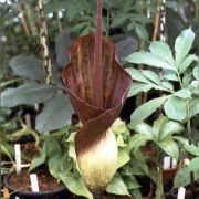 Image of Amorphophallus dactylifer  Hett..