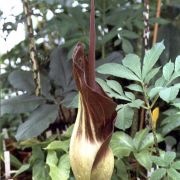 Image of Amorphophallus dactylifer  Hett..