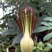 Image of Amorphophallus dactylifer  Hett..