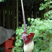 Image of Amorphophallus declinatus  Hett..