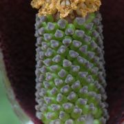 Image of Amorphophallus declinatus  Hett..