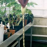 Image of Amorphophallus declinatus  Hett..