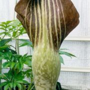 Image of Amorphophallus declinatus  Hett..