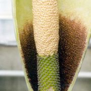 Image of Amorphophallus declinatus  Hett..